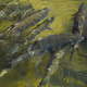 Chinook Salmon swim up a fish ladder at the California Department of Fish and Wildlife (Feather River Hatchery just below the Lake Oroville dam during the California drought emergency on May 27, 2021 in Oroville, California.